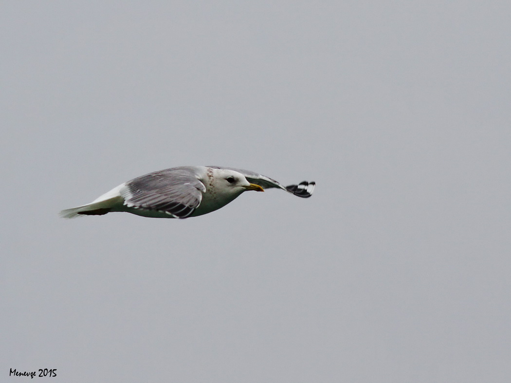 Mew Gull